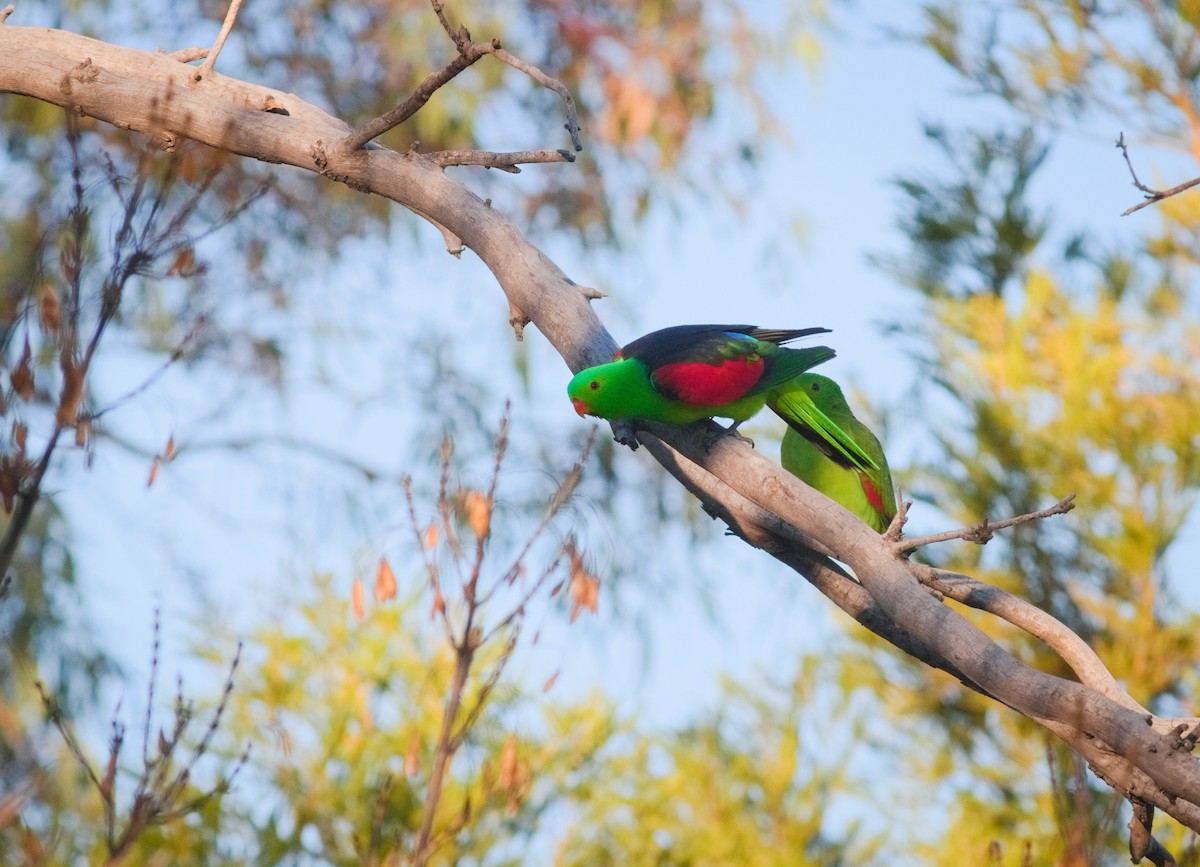 Red-winged Parrot - ML659165885