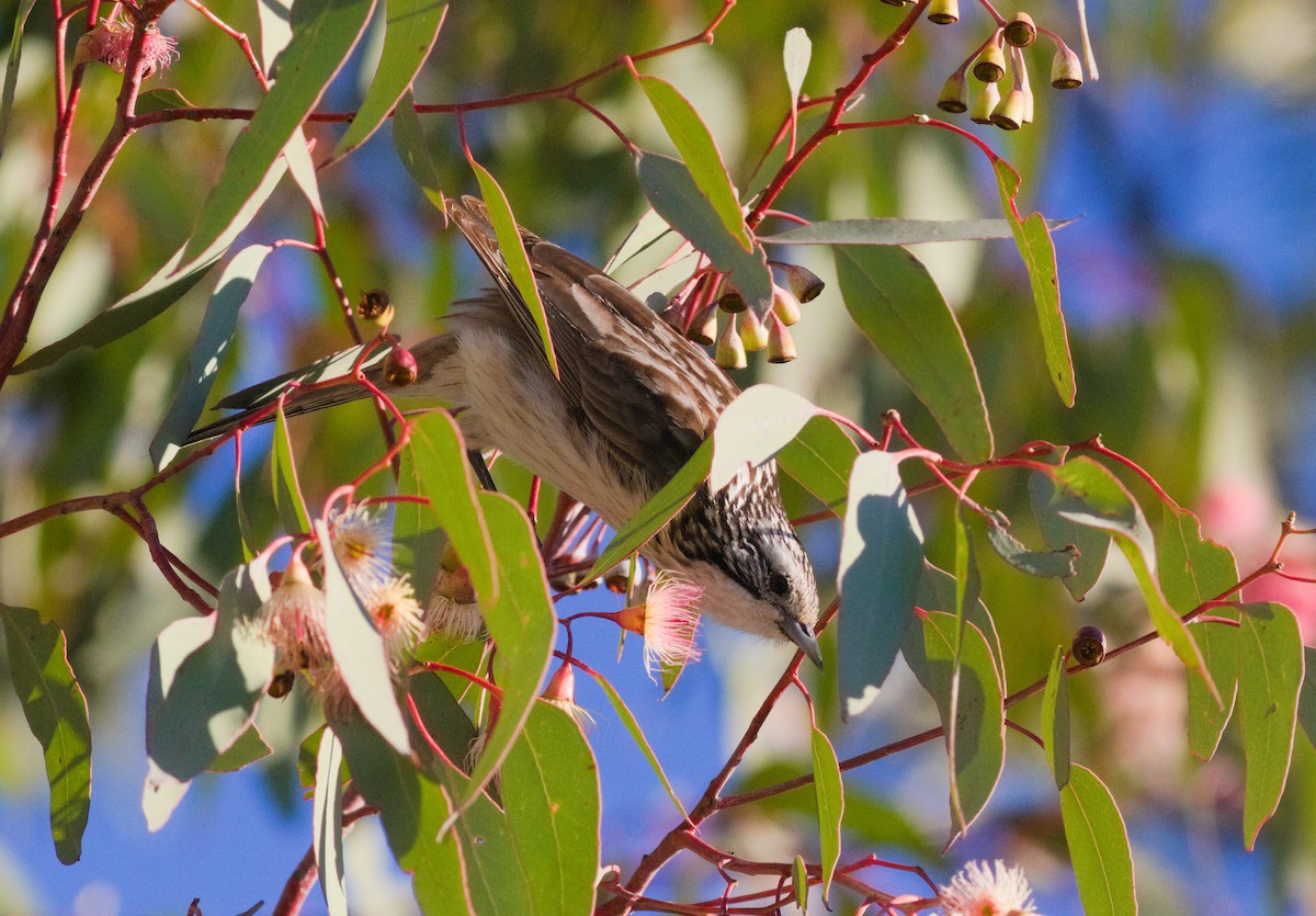 Striped Honeyeater - ML659165895