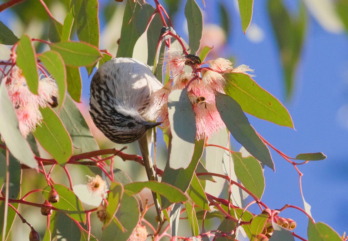 Striped Honeyeater - ML659165896