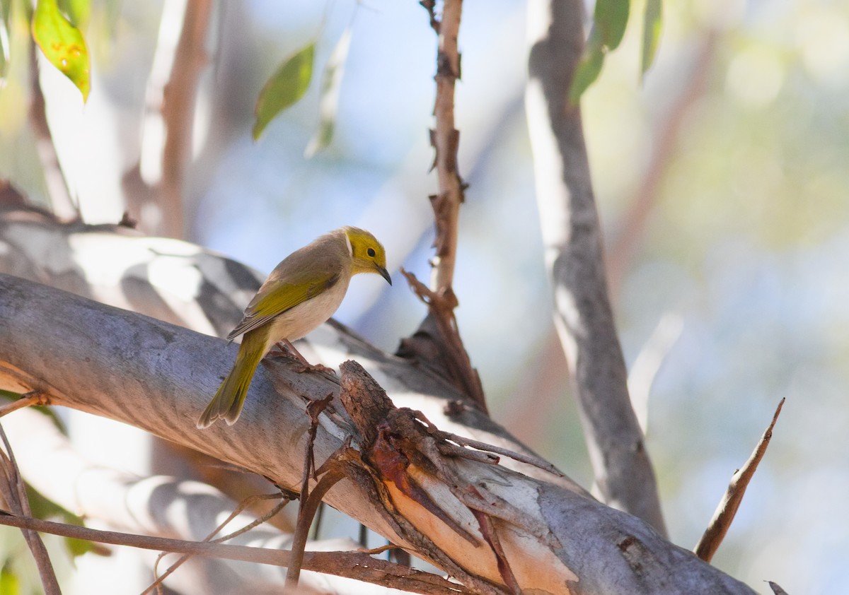 White-plumed Honeyeater - ML659166090