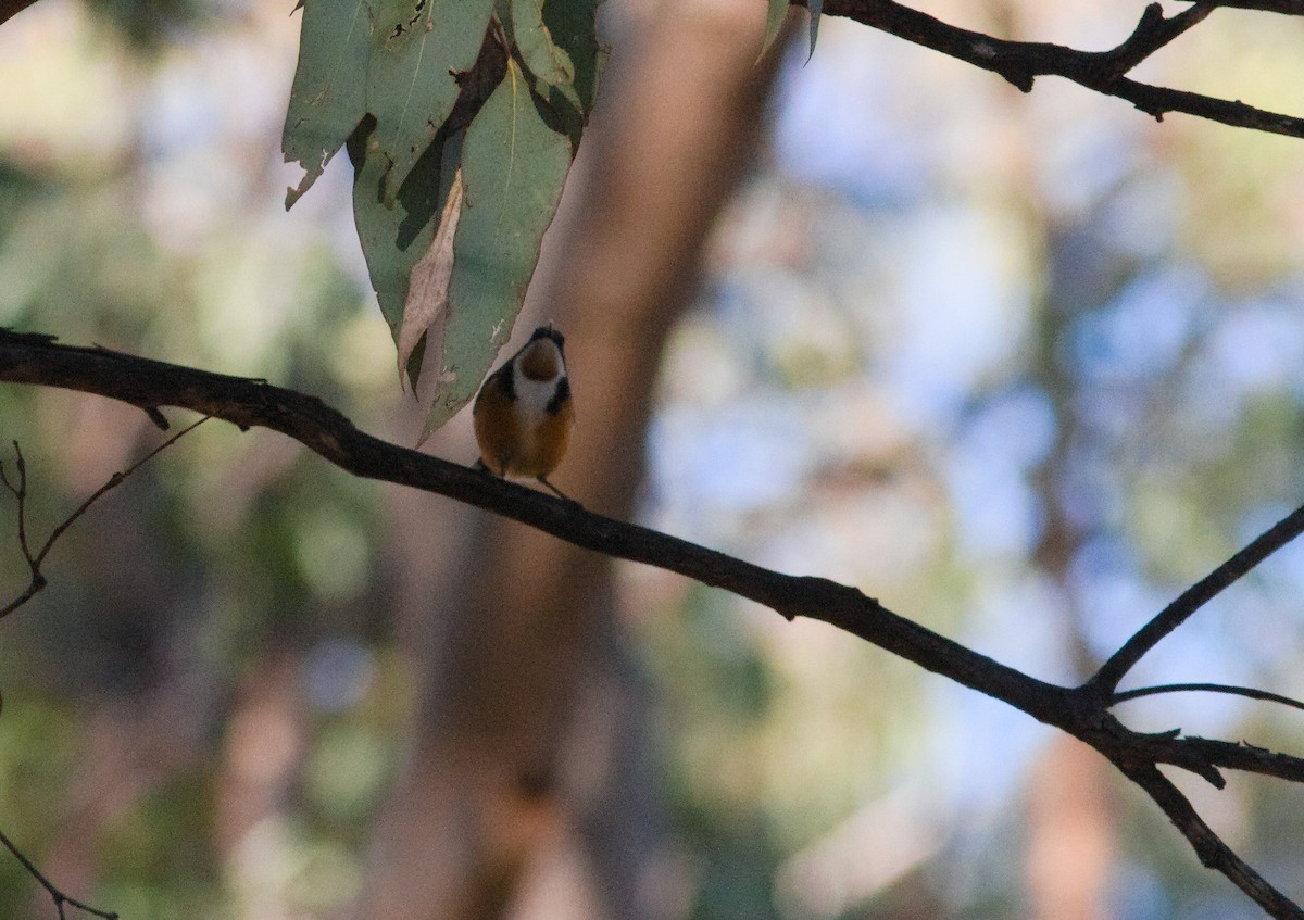 Eastern Spinebill - ML659166098