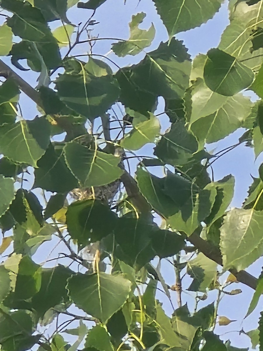 vireo sp. - ML659166246