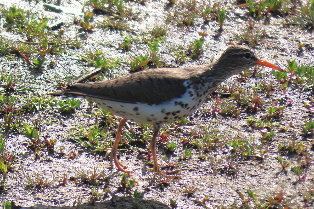 Spotted Sandpiper - ML659166731