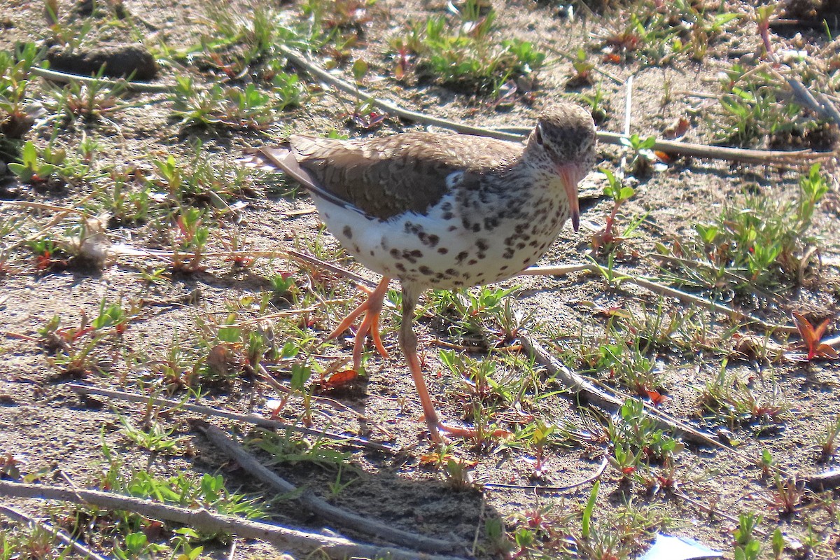 Spotted Sandpiper - ML659166732