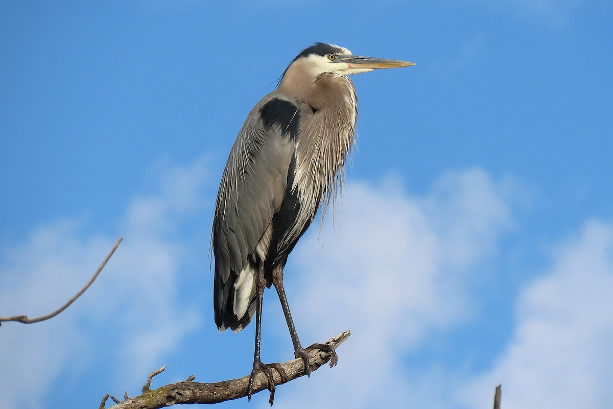 Great Blue Heron - ML659166759