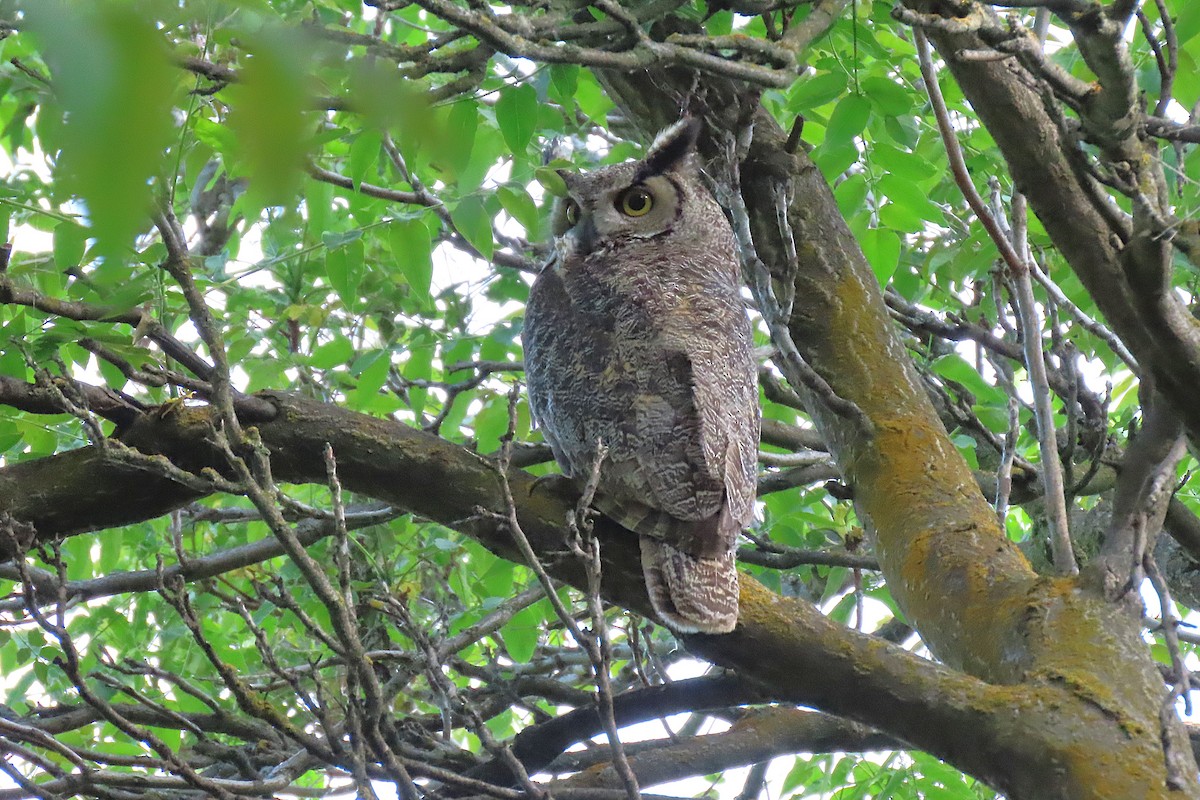 Great Horned Owl - ML659166779
