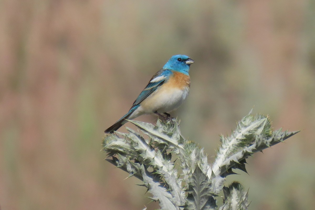 Lazuli Bunting - ML659166813