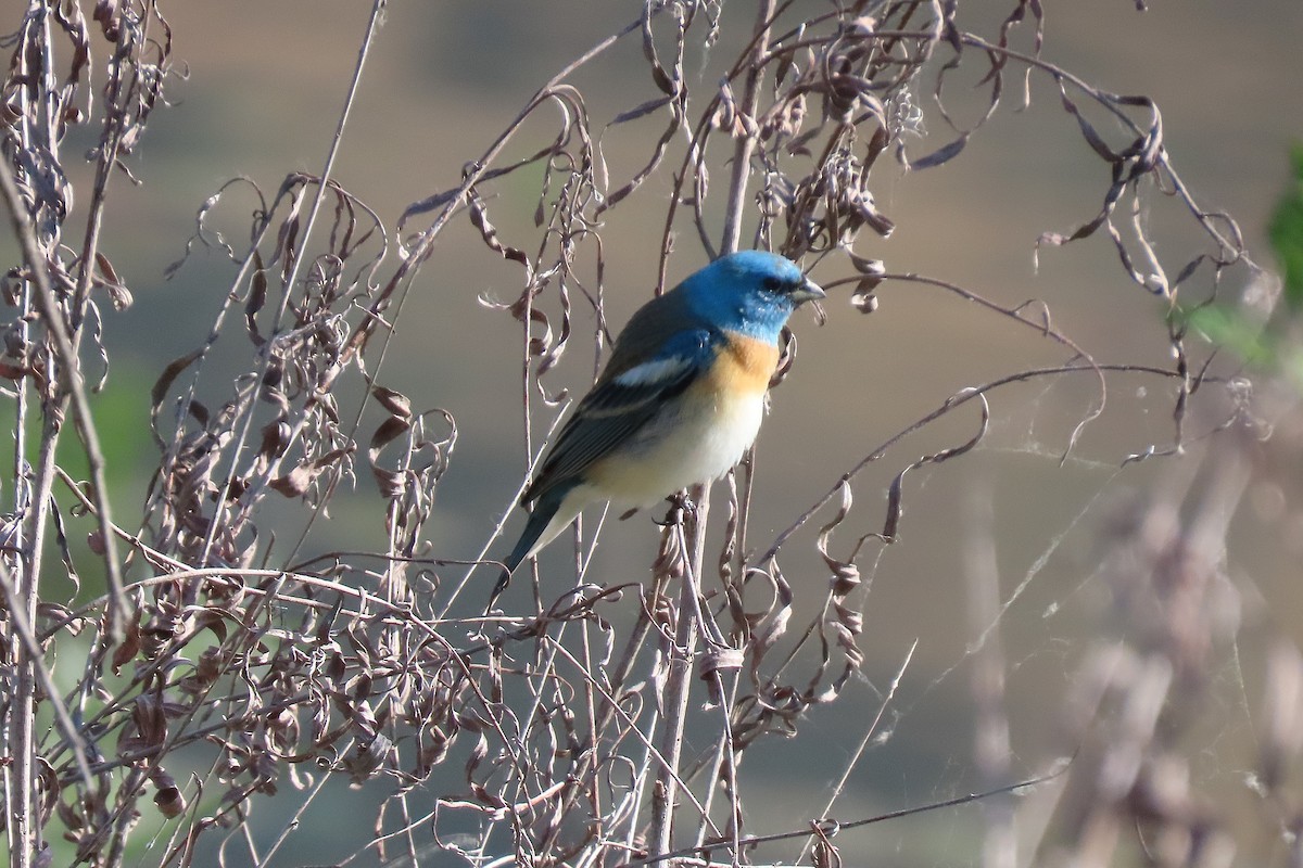 Lazuli Bunting - ML659166815