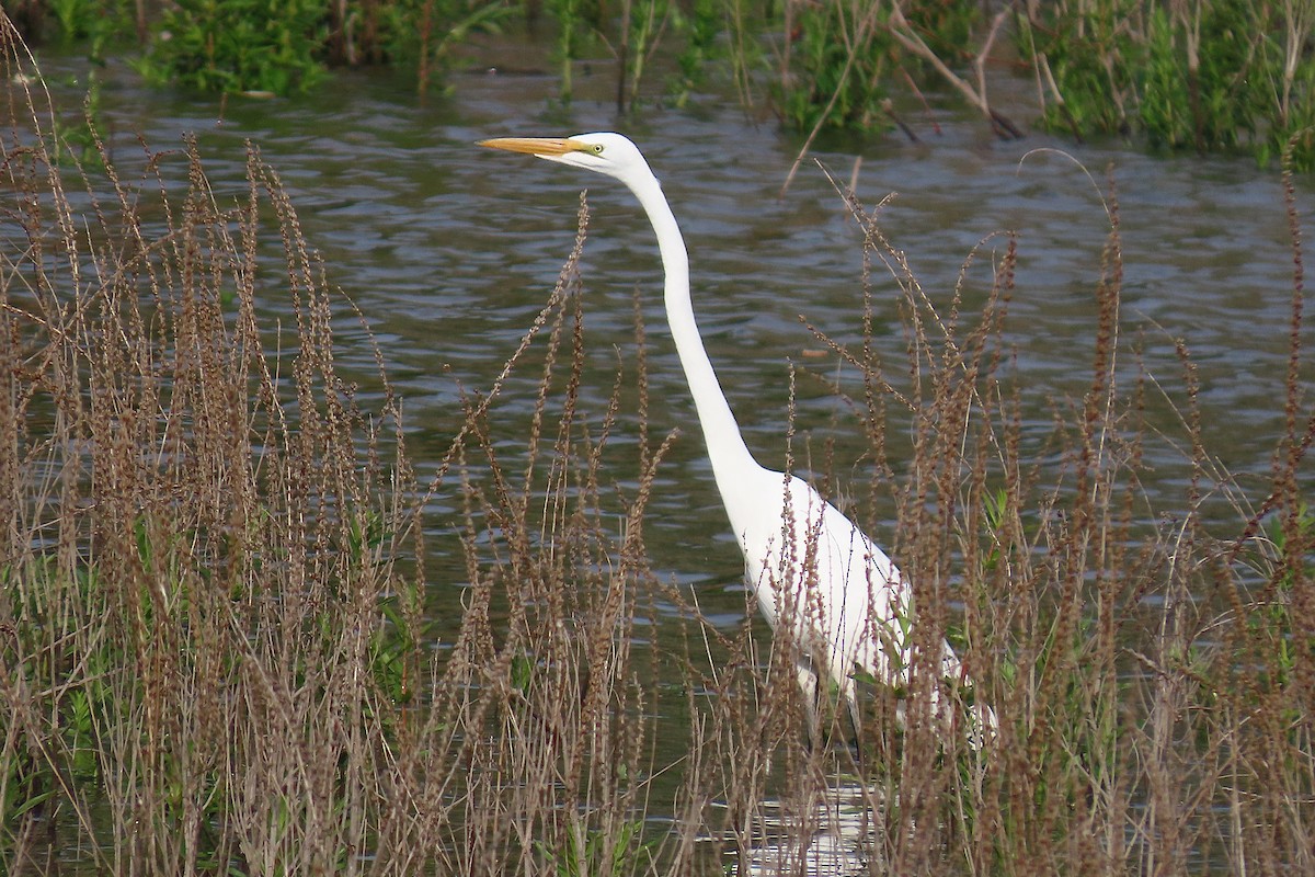 Great Egret - ML659166925
