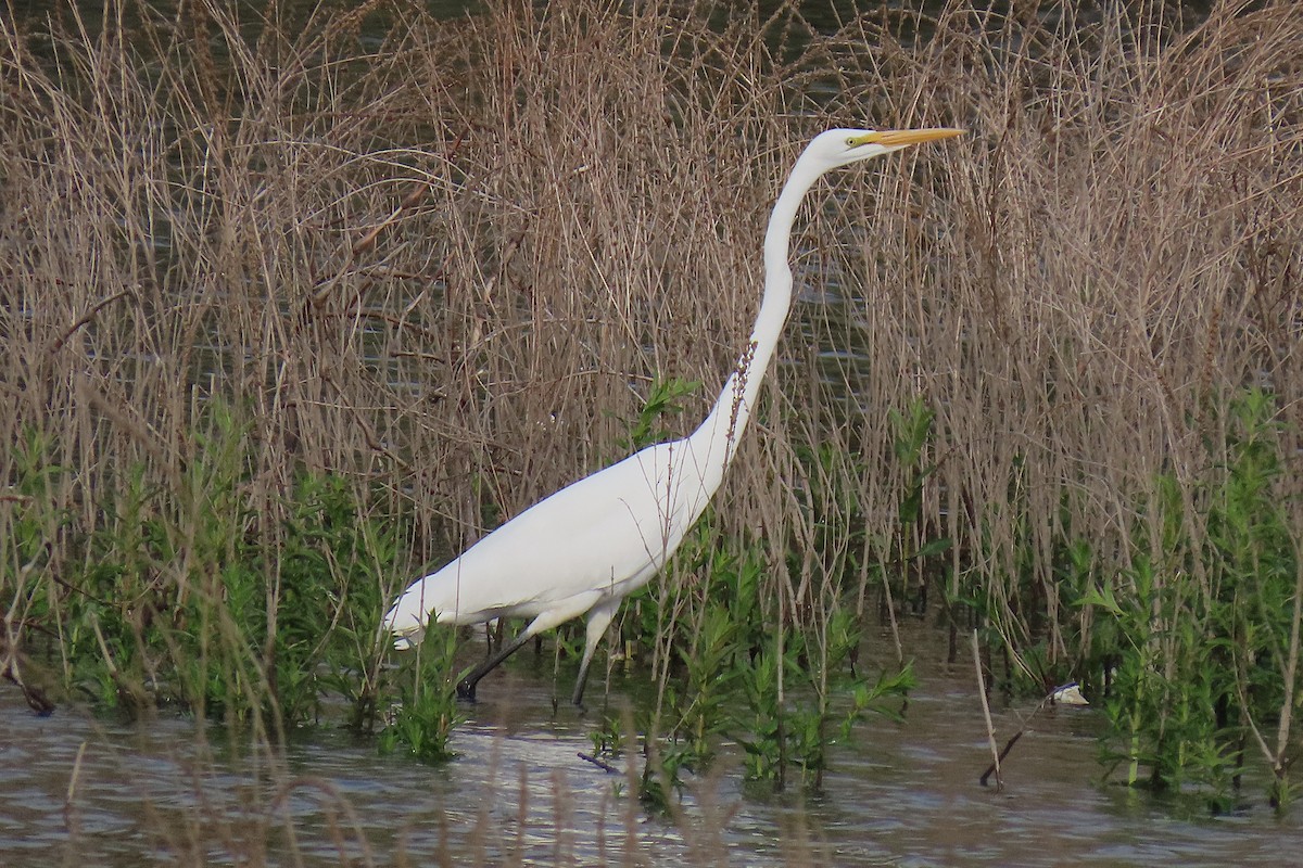 Great Egret - ML659166926