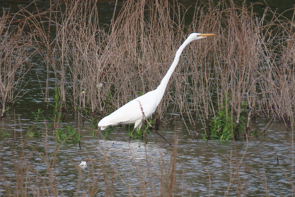 Great Egret - ML659166927