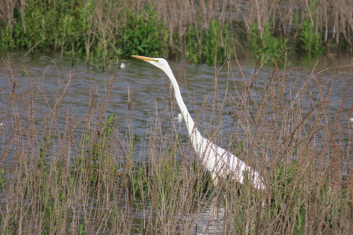 Great Egret - ML659166928