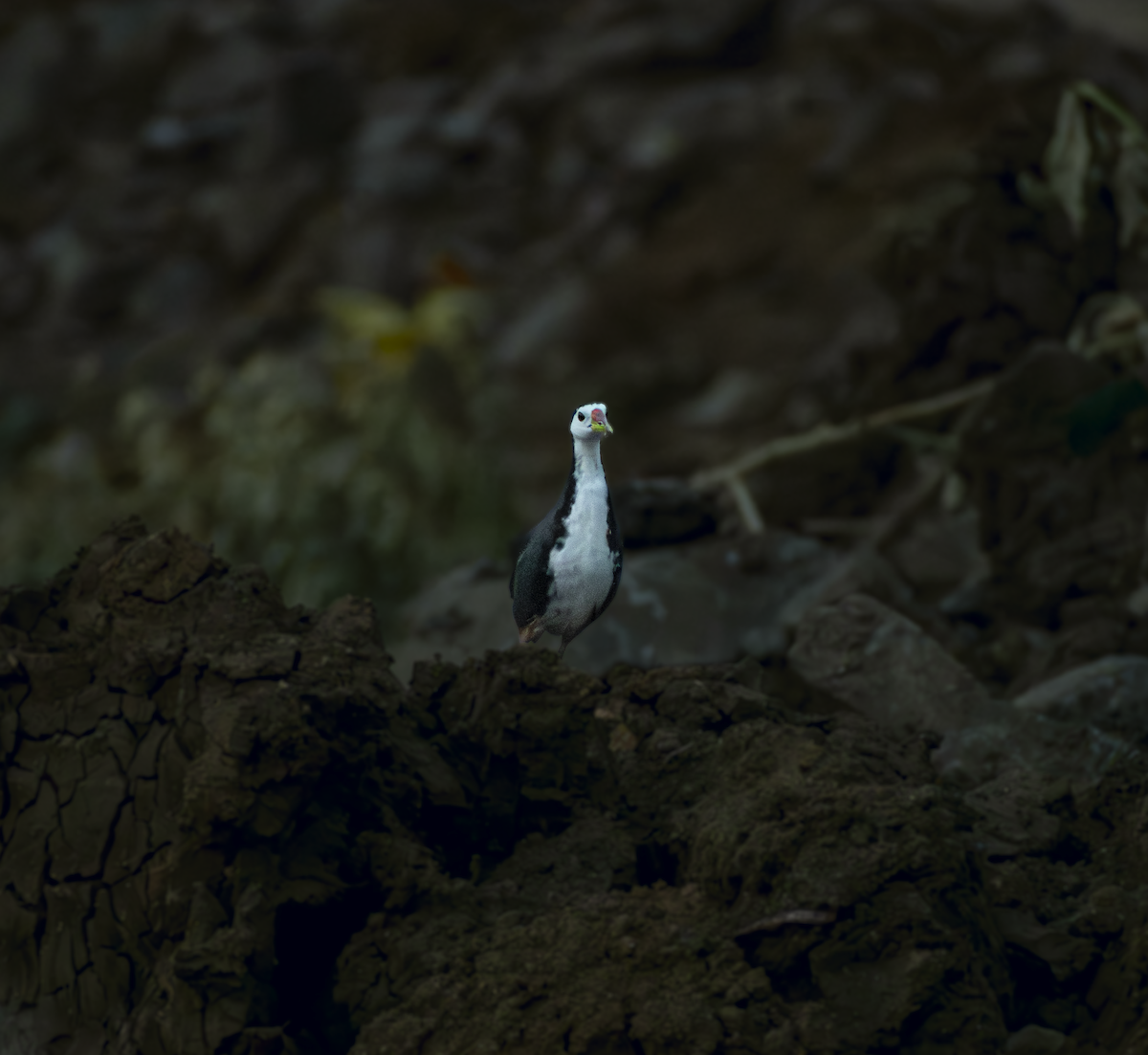White-breasted Waterhen - ML659167137