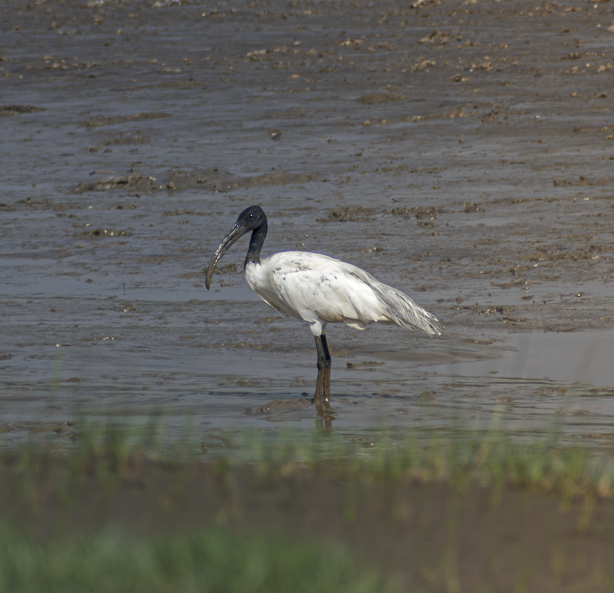 Ibis burubeltza - ML659167247