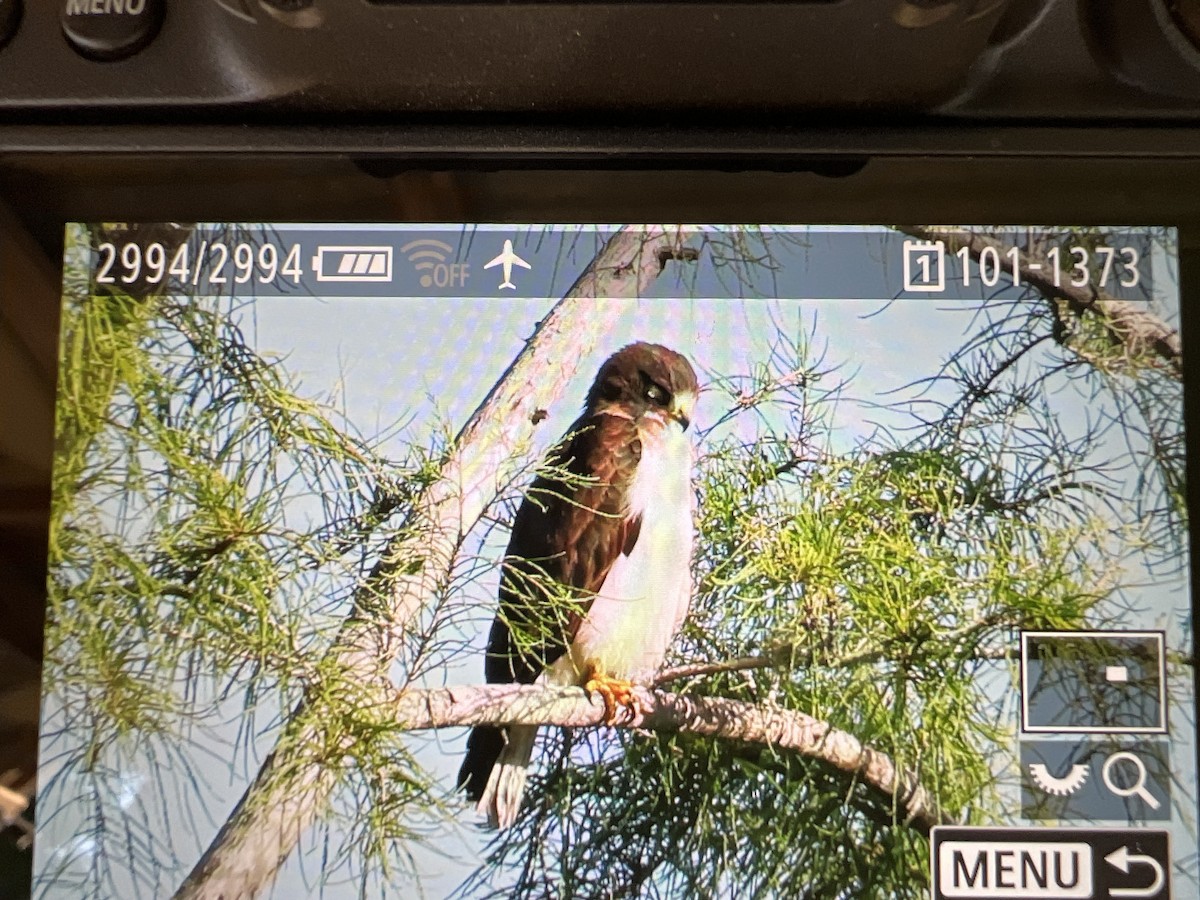 Short-tailed Hawk - ML659167334