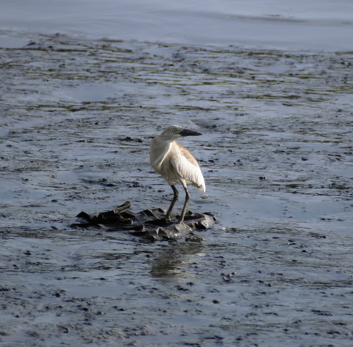 Indian Pond-Heron - ML659168443