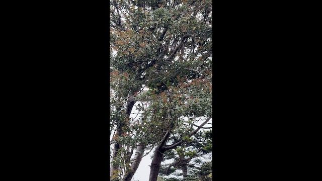 Collared Bush-Robin - ML659168553