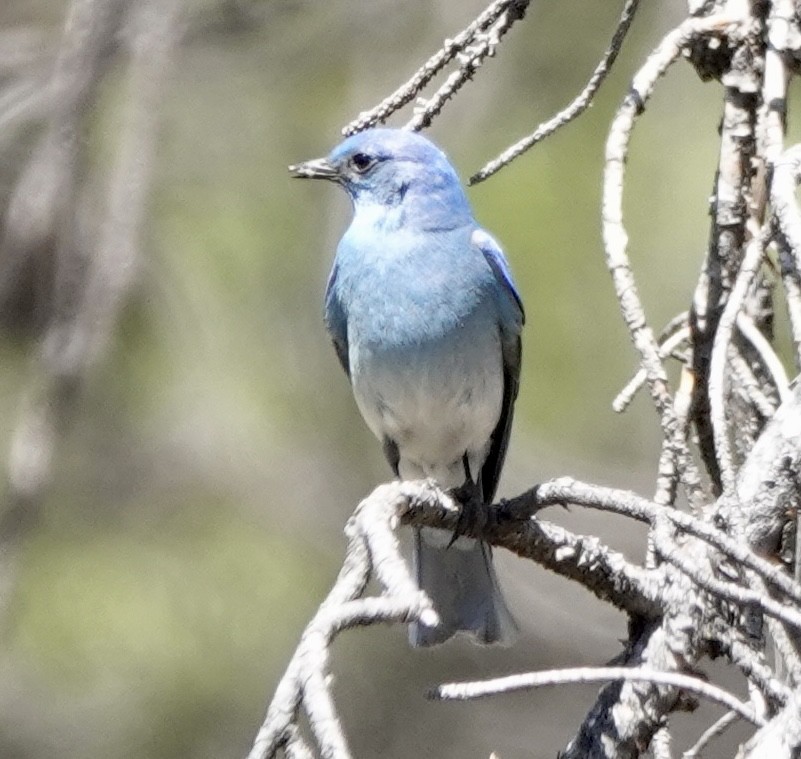 Mountain Bluebird - ML659168750