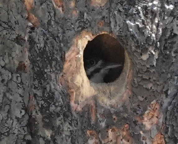 Black-backed Woodpecker - ML659168780