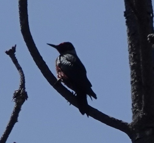 Lewis's Woodpecker - ML659168817