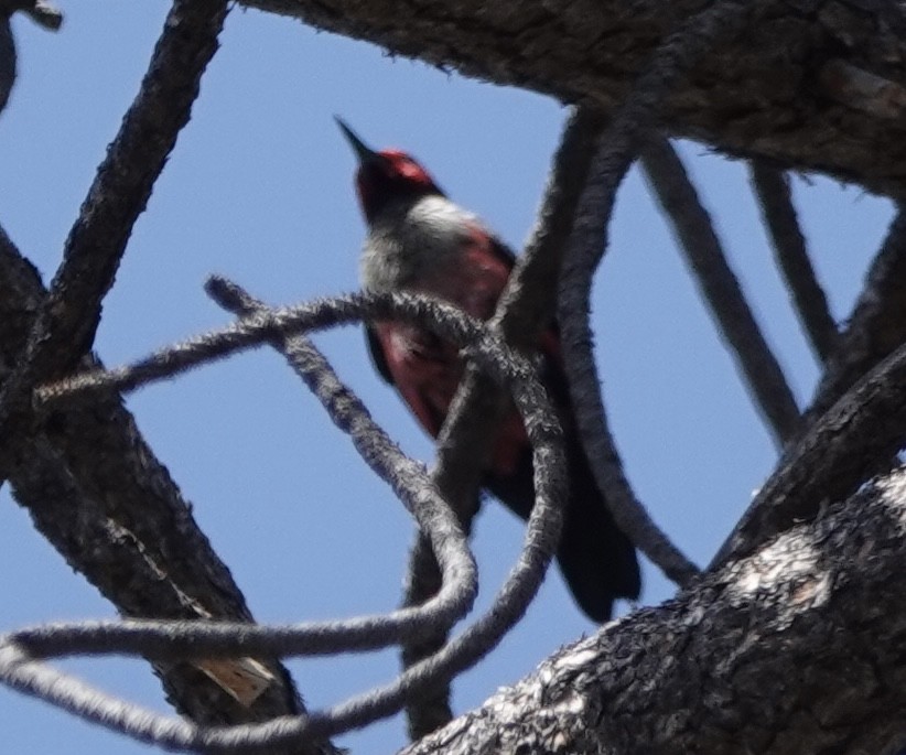 Lewis's Woodpecker - ML659168818