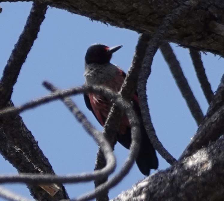 Lewis's Woodpecker - ML659168819