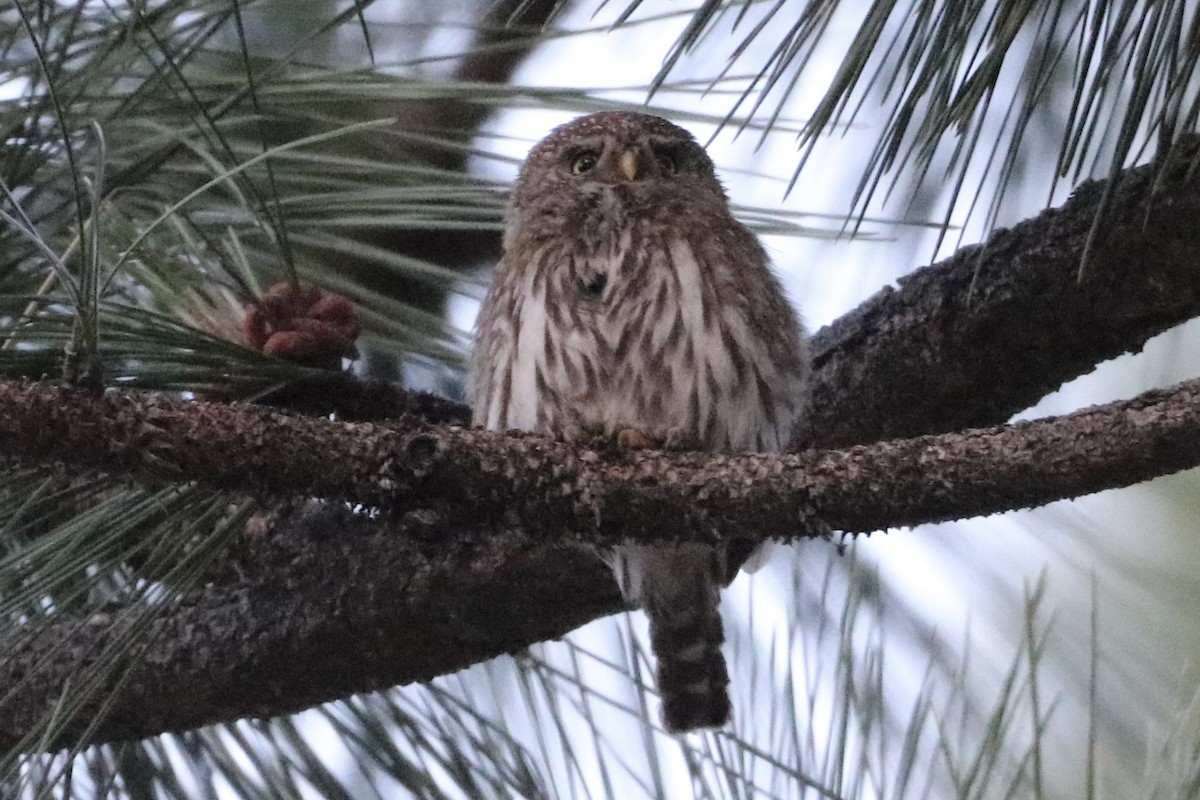 Northern Pygmy-Owl - ML659168985