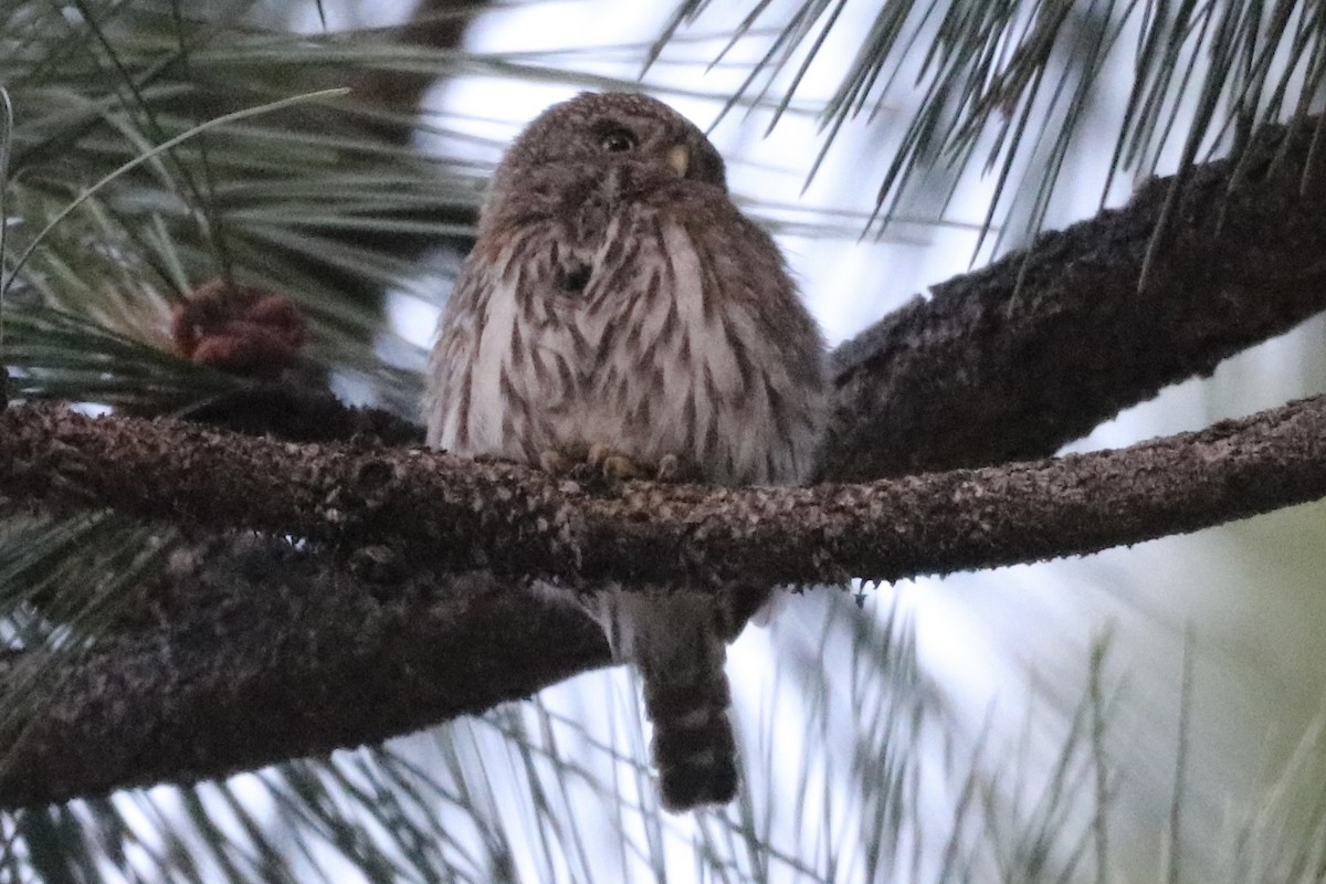 Northern Pygmy-Owl - ML659168987