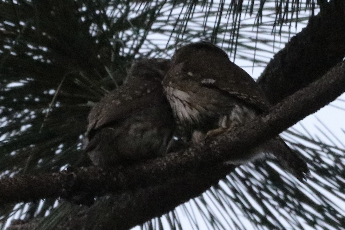 Northern Pygmy-Owl - ML659168988