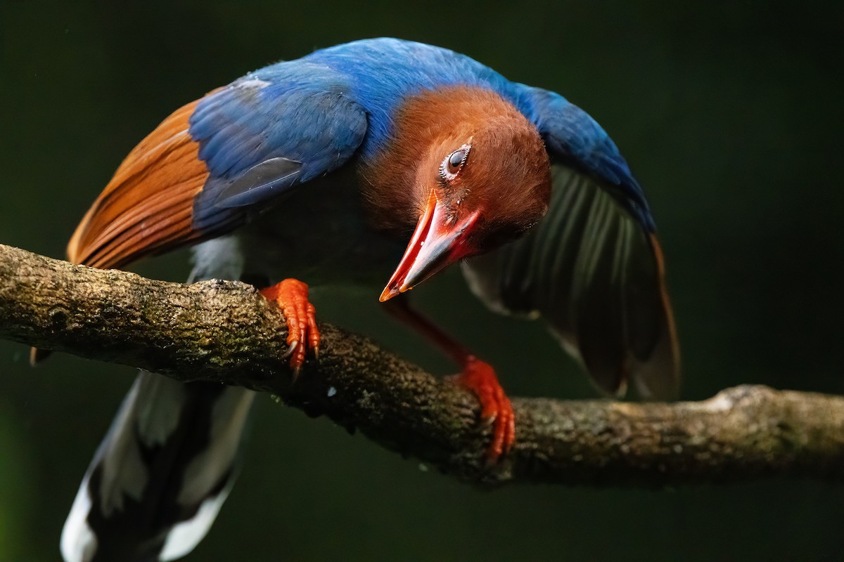 Sri Lanka Blue-Magpie - ML659169205