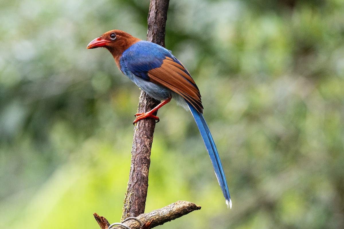 Sri Lanka Blue-Magpie - ML659169206