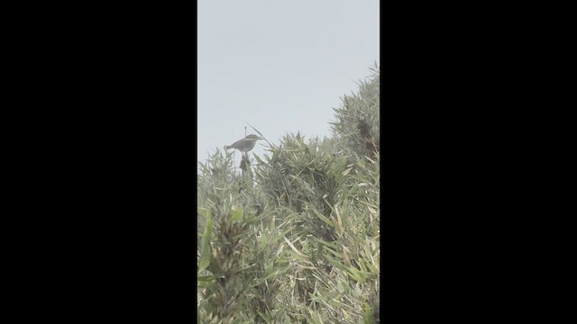 Yellowish-bellied Bush Warbler - ML659169261