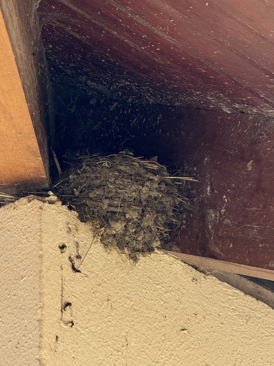 Black Phoebe - ML659169262