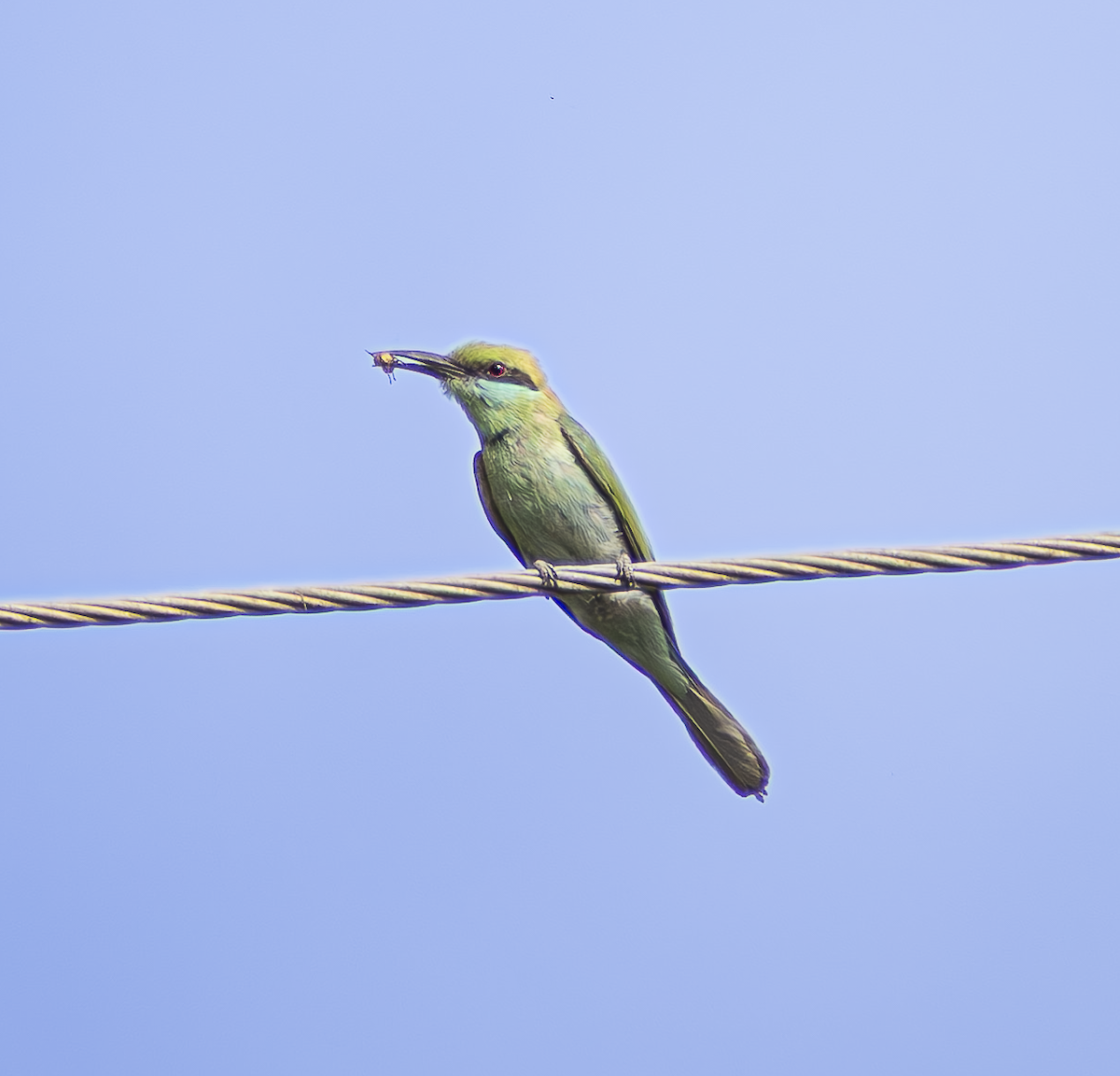Erle-txori berde asiarra - ML659169393