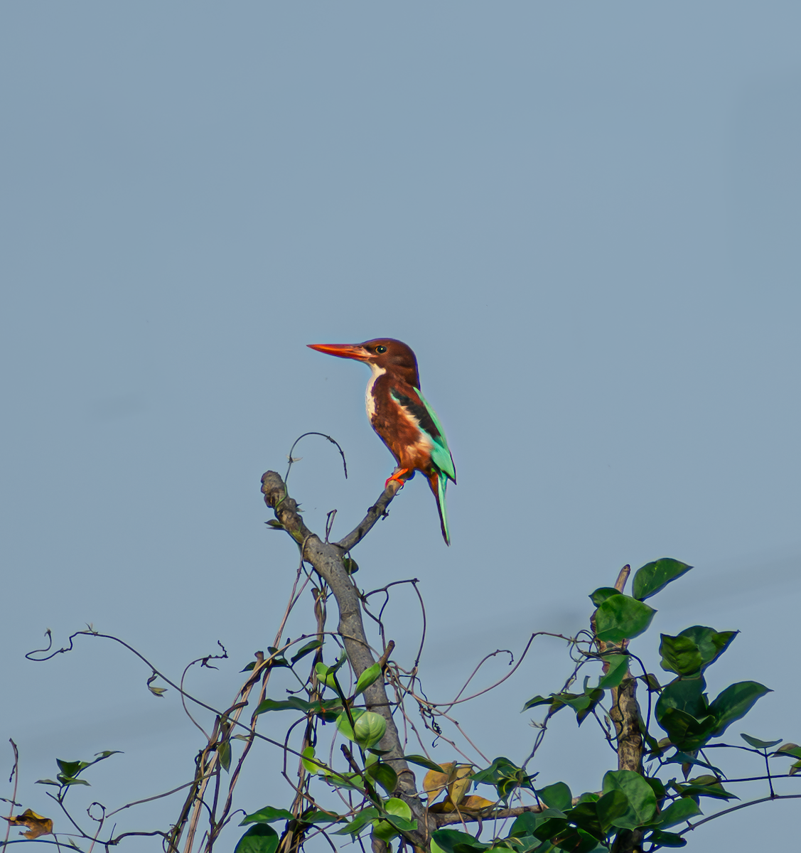 White-throated Kingfisher - ML659169395