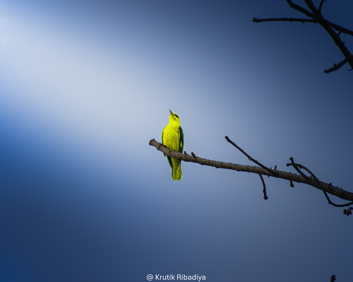 Indian Golden Oriole - ML659169496