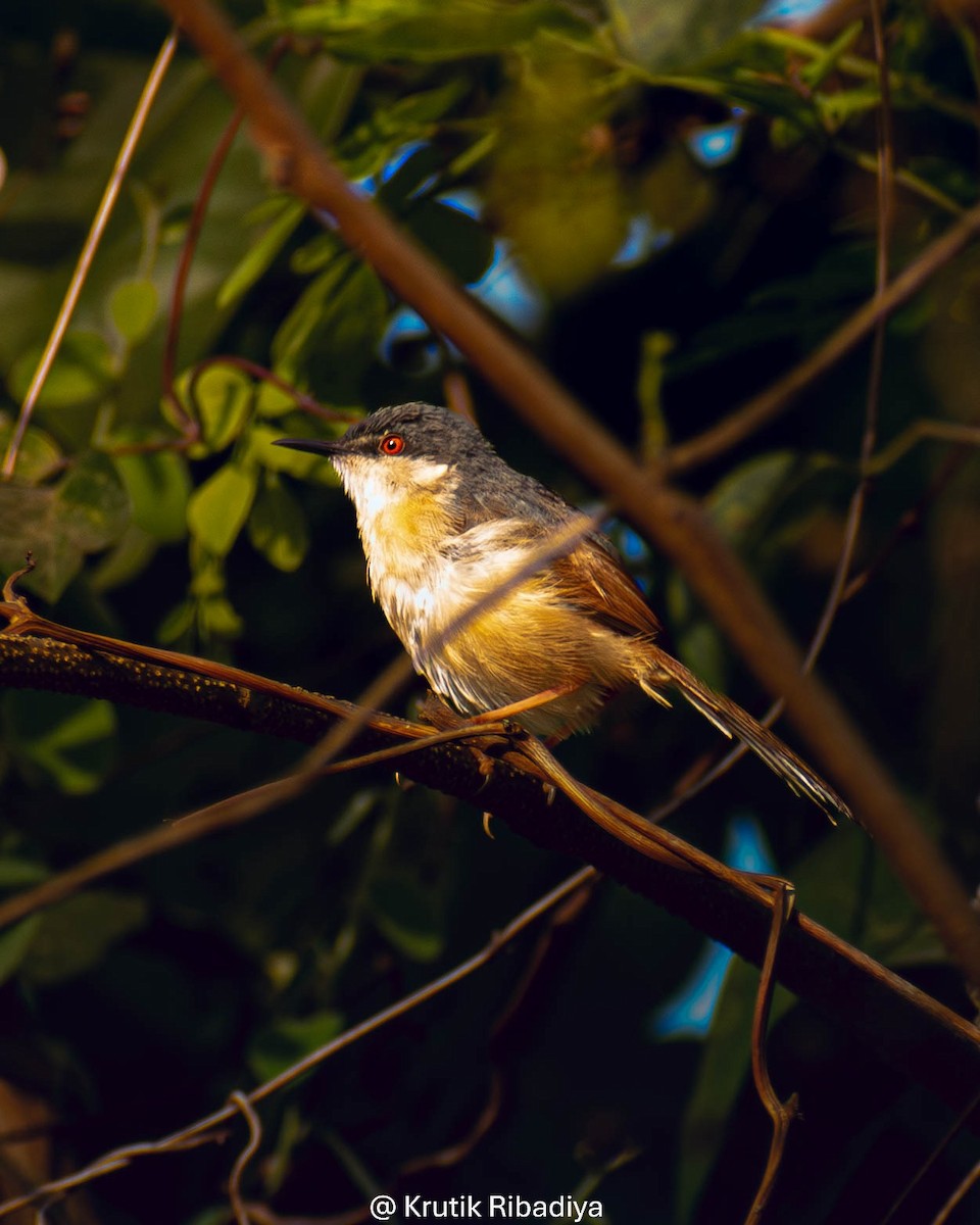 Ashy Prinia - ML659169503