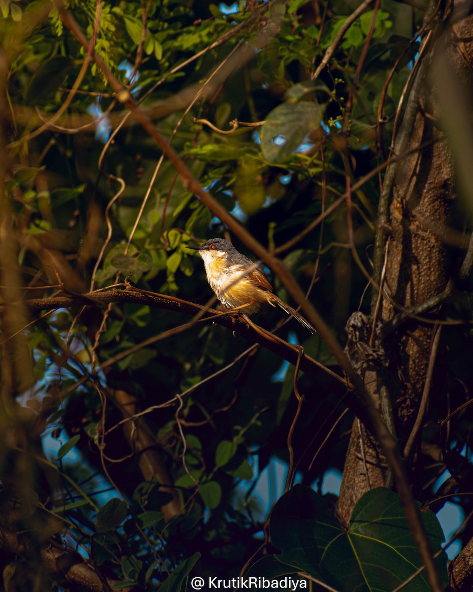 Ashy Prinia - ML659169504