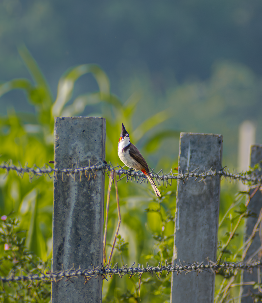 Bulbul masailgorria - ML659169516