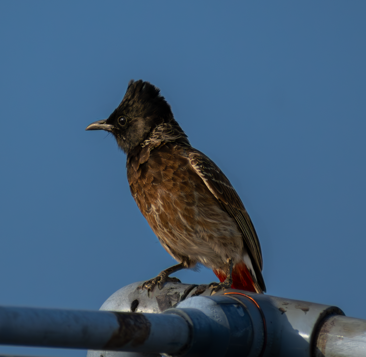 Bulbul ipurgorria - ML659169552