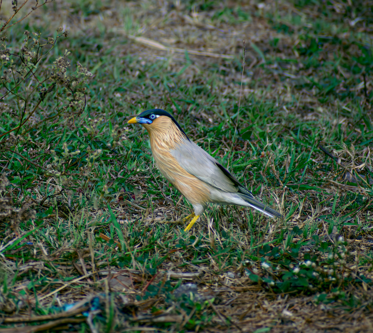 Brahminy Starling - ML659169610