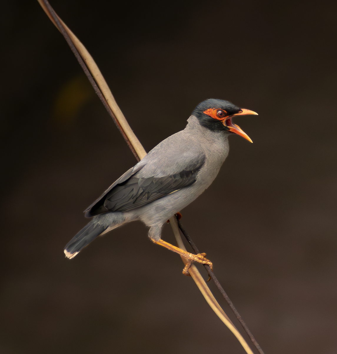 Bank Myna - ML659169654