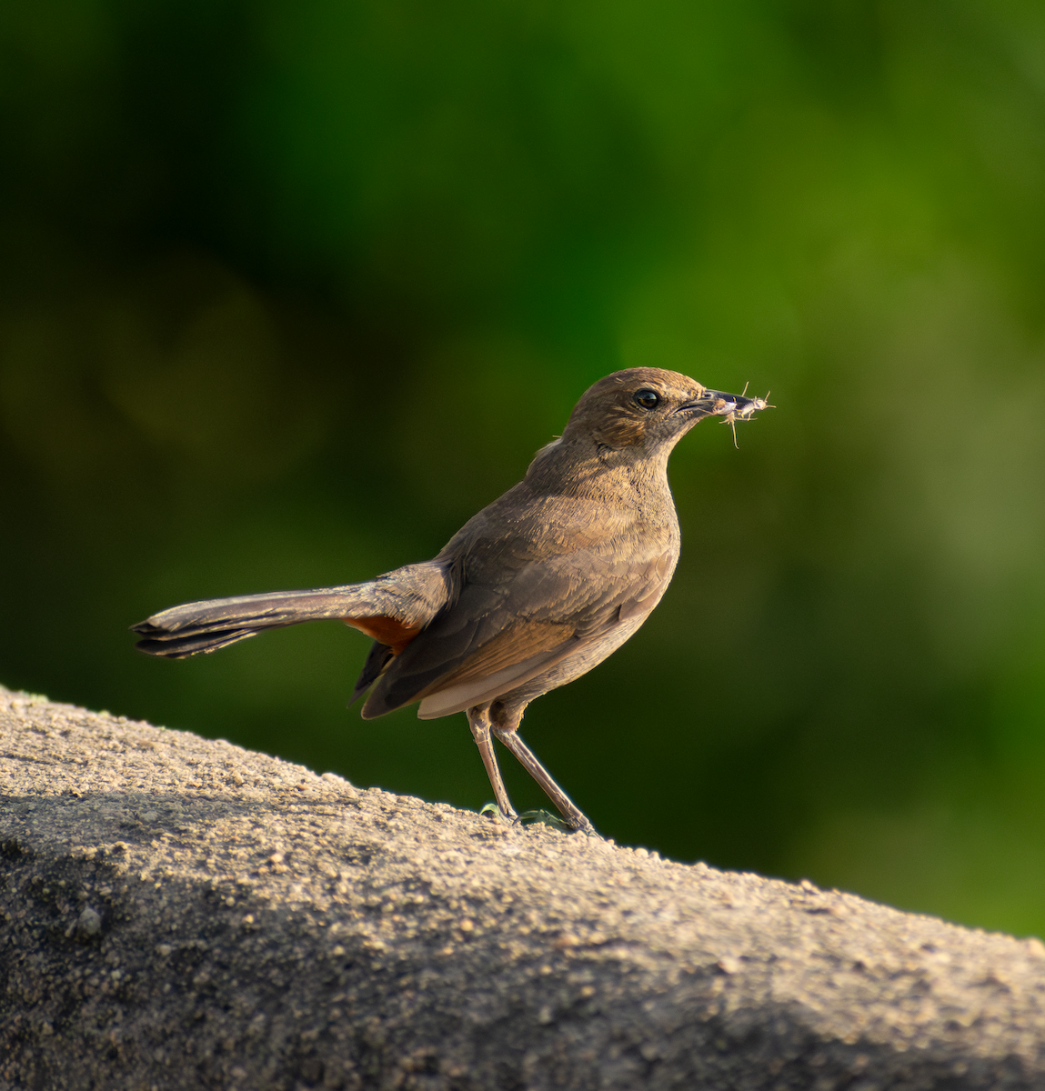 Indian Robin - ML659169679