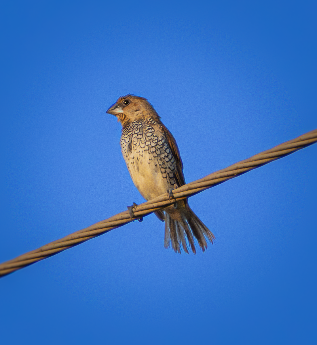 Scaly-breasted Munia - ML659169690