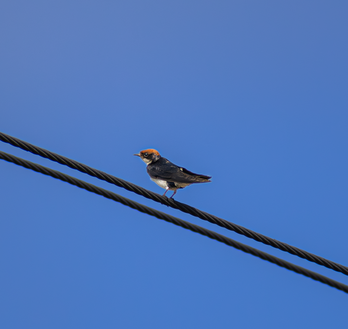 Wire-tailed Swallow - ML659170089