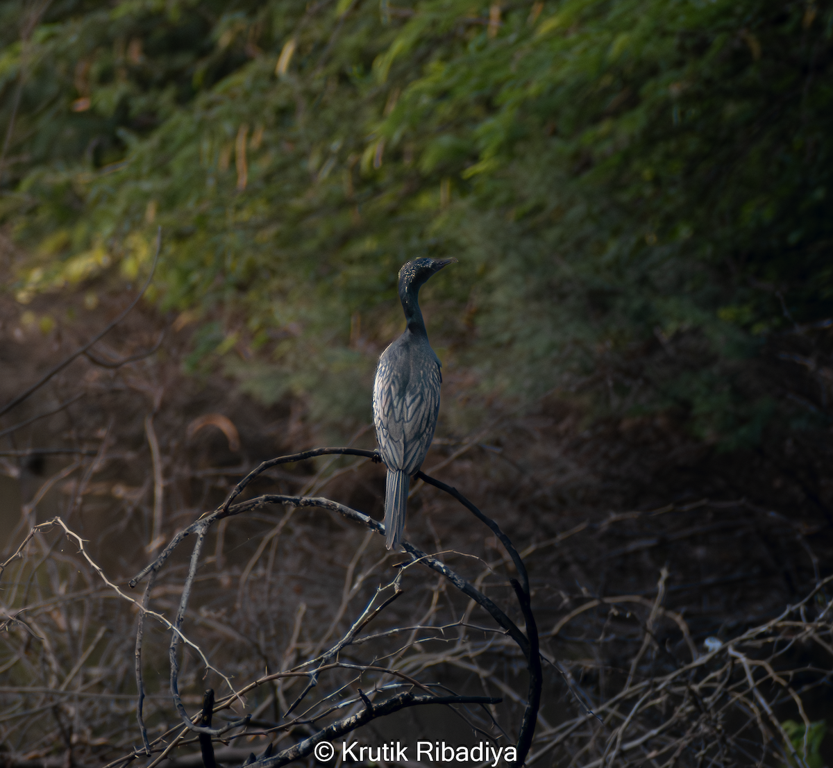 Little/Indian Cormorant - ML659170318