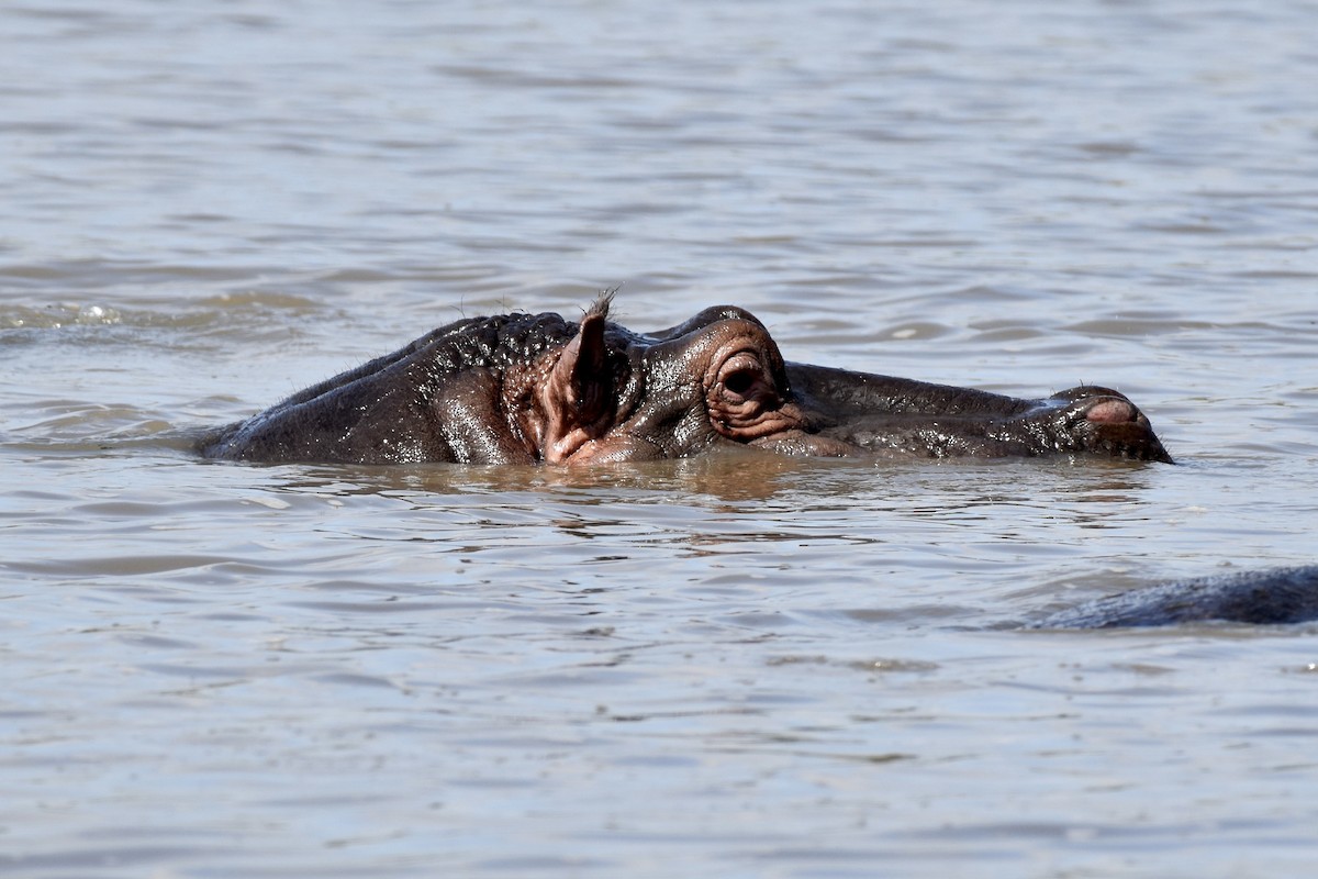 Nile Hippopotamuses - ML659171342