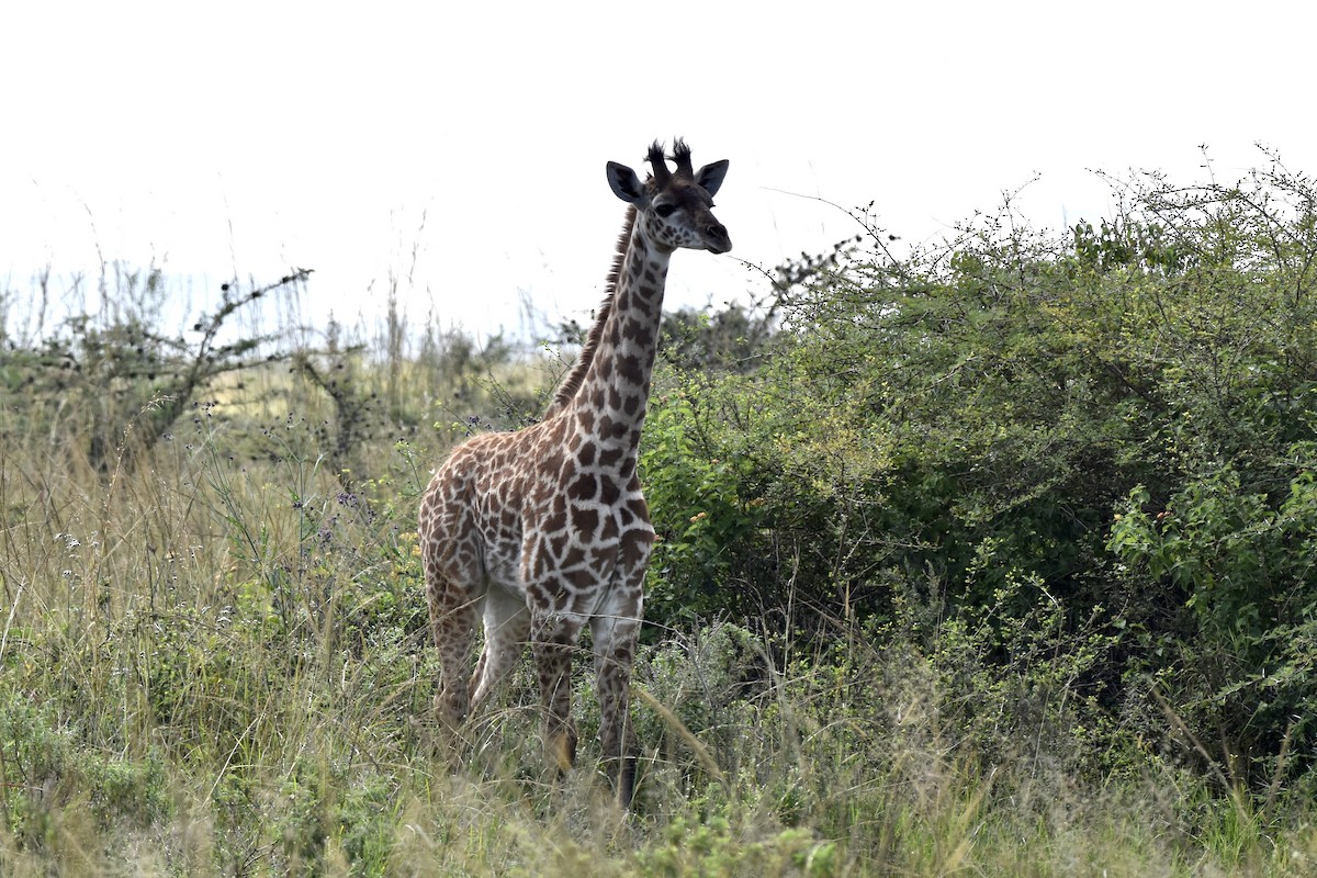 Maasai Giraffe - ML659171344