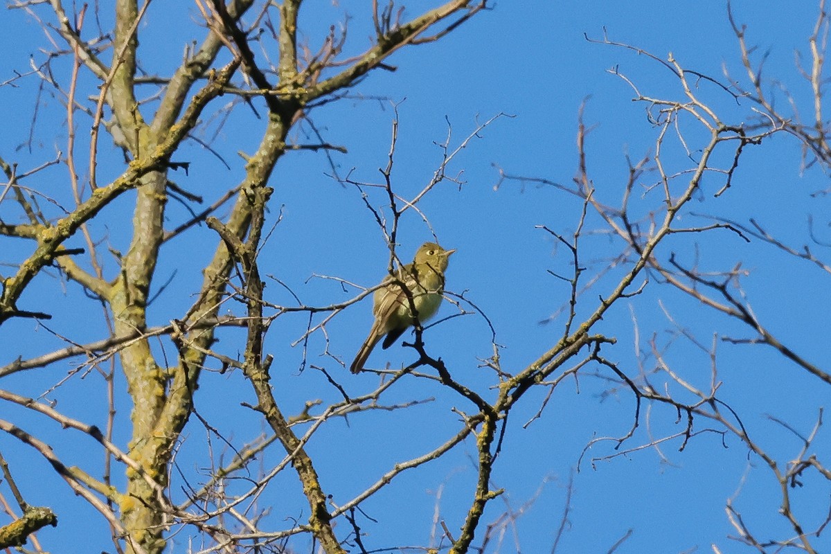 Western Flycatcher - ML659171378