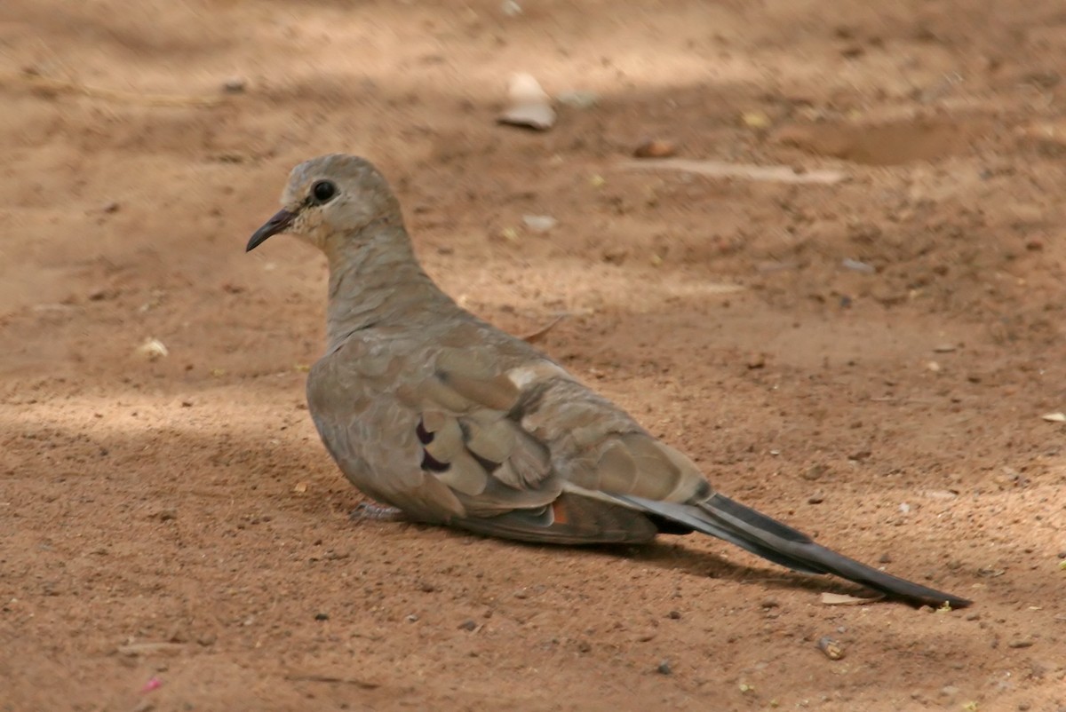 Namaqua Dove - ML659171787